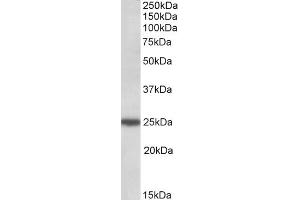 ABIN571211 (0. (ARHGDIG anticorps  (C-Term))