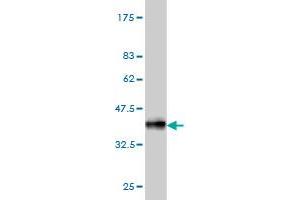 Western Blot detection against Immunogen (36.