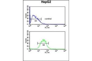 Flow cytometric analysis of HepG2 cells using PRPF38A Antibody (C-term) Cat.