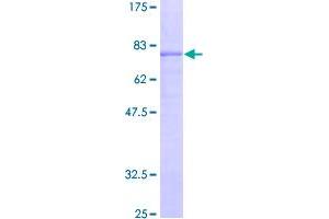 Image no. 1 for gamma-aminobutyric Acid (GABA) A Receptor, alpha 5 (GABRA5) (AA 1-462) protein (GST tag) (ABIN7540244)