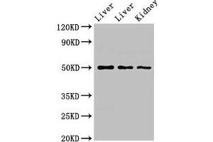 Western Blot Positive WB detected in: Rat liver tissue, Mouse liver tissue, Mouse kidney tissue All lanes: TPST1 antibody at 2. (TPST1 anticorps  (AA 283-370))