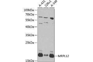 Western blot analysis of extracts of various cell lines, using MRPL12 antibody (ABIN6128293, ABIN6144004, ABIN6144005 and ABIN6224337) at 1:1000 dilution. (MRPL12 anticorps  (AA 1-198))