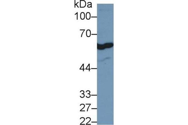 FOXP3 anticorps  (AA 190-412)