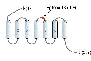 anti-Oxoglutarate (Alpha-Ketoglutarate) Receptor 1 (OXGR1) (AA 185-199), (Extracellular), (Loop 2) antibody