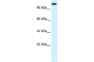 KIF3C antibody used at 0. (KIF3C anticorps  (Middle Region))