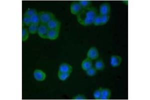 Immunofluorescence (IF) image for anti-TIMP Metallopeptidase Inhibitor 4 (TIMP4) antibody (ABIN371661)