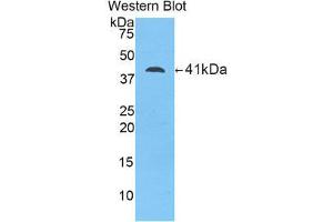 Western Blotting (WB) image for anti-Lipocalin 12 (LCN12) (AA 61-184) antibody (ABIN1859627) (LCN12 anticorps  (AA 61-184))