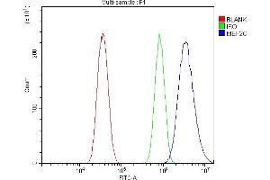 Flow Cytometry analysis of HELA cells using anti-MEF2C antibody (ABIN6719606). (MEF2C anticorps)