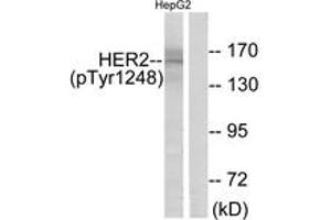Western blot analysis of extracts from HepG2 cells treated with PMA 125ng/ml 30', using HER2 (Phospho-Tyr1248) Antibody. (ErbB2/Her2 anticorps  (pTyr1248))