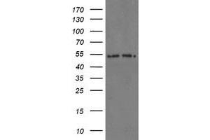 Image no. 6 for anti-Proteasome Subunit alpha 6 (PSMA6) antibody (ABIN1500469) (PSMA6 anticorps)