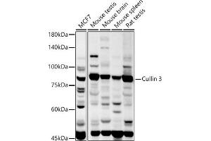 Western blot analysis of extracts of various cell lines, using Cullin 3 antibody (ABIN3021379, ABIN3021380, ABIN3021381, ABIN1512794 and ABIN6214975) at 1:1000 dilution. (Cullin 3 anticorps  (AA 569-768))