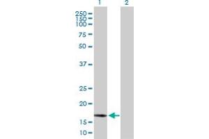 Western Blot analysis of BCL2L2 expression in transfected 293T cell line by BCL2L2 MaxPab polyclonal antibody. (BCL2L2 anticorps  (AA 1-193))