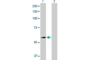 Western Blot analysis of CNDP2 expression in transfected 293T cell line by CNDP2 MaxPab polyclonal antibody. (CNDP2 anticorps  (AA 1-475))