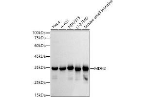 Western blot analysis of extracts of various cell lines, using MDH2 antibody (ABIN7268381) at 1:500 dilution. (MDH2 anticorps)