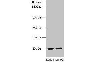 Western blot All lanes: COX4I1 antibody at 10 μg/mL Lane 1: Rat muscle tissue Lane 2: Zebrafish lysate Secondary Goat polyclonal to rabbit IgG at 1/10000 dilution Predicted band size: 20 kDa Observed band size: 20 kDa