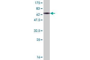 Western Blot detection against Immunogen (73. (AHCY anticorps  (AA 1-432))