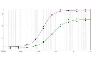 anti-Hemoglobin Subunit beta-C (LOC100134870) (N-Term) antibody
