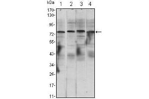 Western Blot showing CHUK antibody used against Raji (1), Jurkat (2), THP-1 (3) and K562 (4) cell lysate.