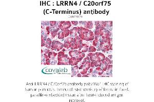 Image no. 2 for anti-Leucine Rich Repeat Neuronal 4 (LRRN4) (C-Term) antibody (ABIN1736586) (LRRN4 anticorps  (C-Term))