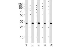 Western blot analysis of lysate from 1) 293, 2) HeLa, 3) mouse NIH3T3, 4) rat PC-12 and 5) rat brain tissue using RPS6 antibody at 1:2000.