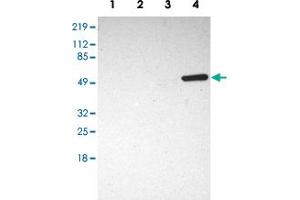 Western blot analysis of Lane 1: RT-4, Lane 2: U-251MG sp, Lane 3: A-431, Lane 4: Human liver with SH2D4A polyclonal antibody  at 1:250-1:500 dilution. (SH2D4A anticorps)