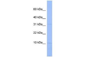 WB Suggested Anti-C18orf32 Antibody Titration: 0. (C18orf32 anticorps  (Middle Region))