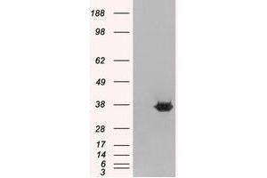 Image no. 2 for anti-Mortality Factor 4 Like 2 (MORF4L2) (N-Term) antibody (ABIN374201) (MORF4L2 anticorps  (N-Term))