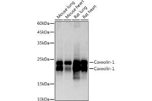 Western blot analysis of extracts of various cell lines, using Caveolin-1 antibody (ABIN7266154) at 1:1000 dilution.