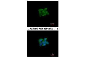 ICC/IF Image Immunofluorescence analysis of methanol-fixed HepG2, using SUOX, antibody at 1:200 dilution. (SUOX anticorps)