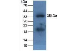 Detection of APOA5 in Fetal Mouse using Polyclonal Antibody to Apolipoprotein A5 (APOA5) (APOA5 anticorps  (AA 21-210))