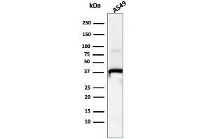 Western Blot Analysis of A549 cell lysate usingAnnexin A1 Mouse Monoclonal Antibody (ANXA1/1671). (Annexin a1 anticorps)