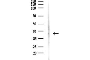 Western blot analysis of lysates from Rat brain, using C Antibody at 1/1000 dilution.