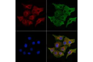 ABIN7094651 and ABIN7098702 staining Hela cells by IF/ICC. (PERP anticorps  (Internal Region))