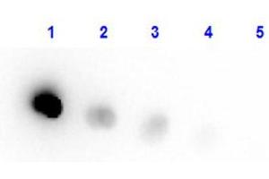 Dot Blot (DB) image for Transferrin (TF) protein (HRP) (ABIN964546)