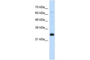 Western Blotting (WB) image for anti-Myogenic Factor 6 (MYF6) antibody (ABIN2460380) (MYF6 anticorps)
