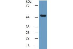 Rabbit Detection antibody from the kit in WB with Positive Control:  Sample Mouse Muscle Tissue. (ENO2/NSE Kit ELISA)