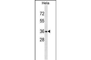Western blot analysis in Hela cell line lysates (35ug/lane). (RNF34 anticorps  (C-Term))
