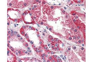 Anti-PSPH antibody IHC of human kidney.