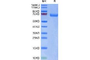 Biotinylated Human LILRA3 on Tris-Bis PAGE under reduced condition.