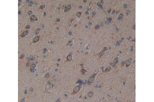 Used in DAB staining on fromalin fixed paraffin- embedded Kidney tissue (PRODH anticorps  (AA 392-599))