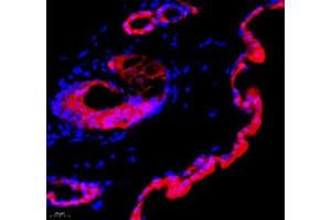 Immunofluorescence of paraffin embedded mouse skin using Annexin-A8 (ABIN7073071) at dilution of 1: 3866 (400x lens) (Annexin VIII anticorps)