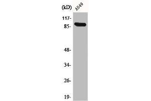 Western Blot analysis of A549 cells using Cadherin-16 Polyclonal Antibody (Cadherin-16 anticorps  (C-Term))