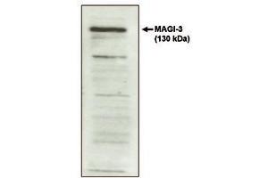 Image no. 1 for anti-Presequence Translocase-Associated Motor 16 Homolog (PAM16) antibody (ABIN298545) (MAGMAS anticorps)