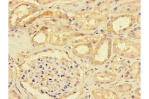 Immunohistochemistry of paraffin-embedded human kidney tissue using ABIN7149746 at dilution of 1:100
