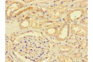 Immunohistochemistry of paraffin-embedded human kidney tissue using ABIN7149746 at dilution of 1:100 (DSE anticorps  (AA 23-270))