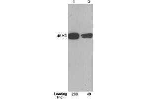 Lane 1-2: CBP tag fusion protein expressed in E. (CBP Tag anticorps)