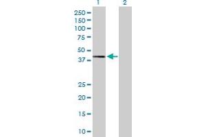 Western Blot analysis of TWF2 expression in transfected 293T cell line by TWF2 MaxPab polyclonal antibody. (TWF2 anticorps  (AA 1-349))