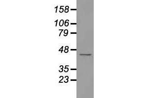 Western blot analysis of 35 µg of cell extracts from human Liver carcinoma (HepG2) cells using anti-USP38 antibody. (USP38 anticorps)