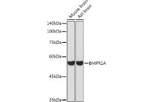 Western blot analysis of extracts of various cell lines, using BMPR1A Rabbit pAb (ABIN3022599, ABIN3022600, ABIN3022601 and ABIN6218934) at 1:1000 dilution. (BMPR1A anticorps  (AA 24-200))