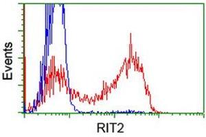 HEK293T cells transfected with either RC205367 overexpress plasmid (Red) or empty vector control plasmid (Blue) were immunostained by anti-RIT2 antibody (ABIN2453598), and then analyzed by flow cytometry. (RIT2 anticorps)